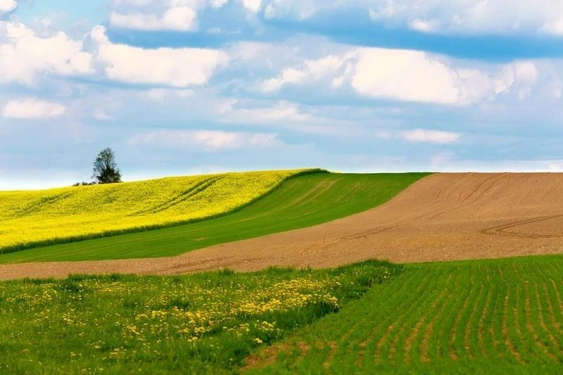 pole/orná půda