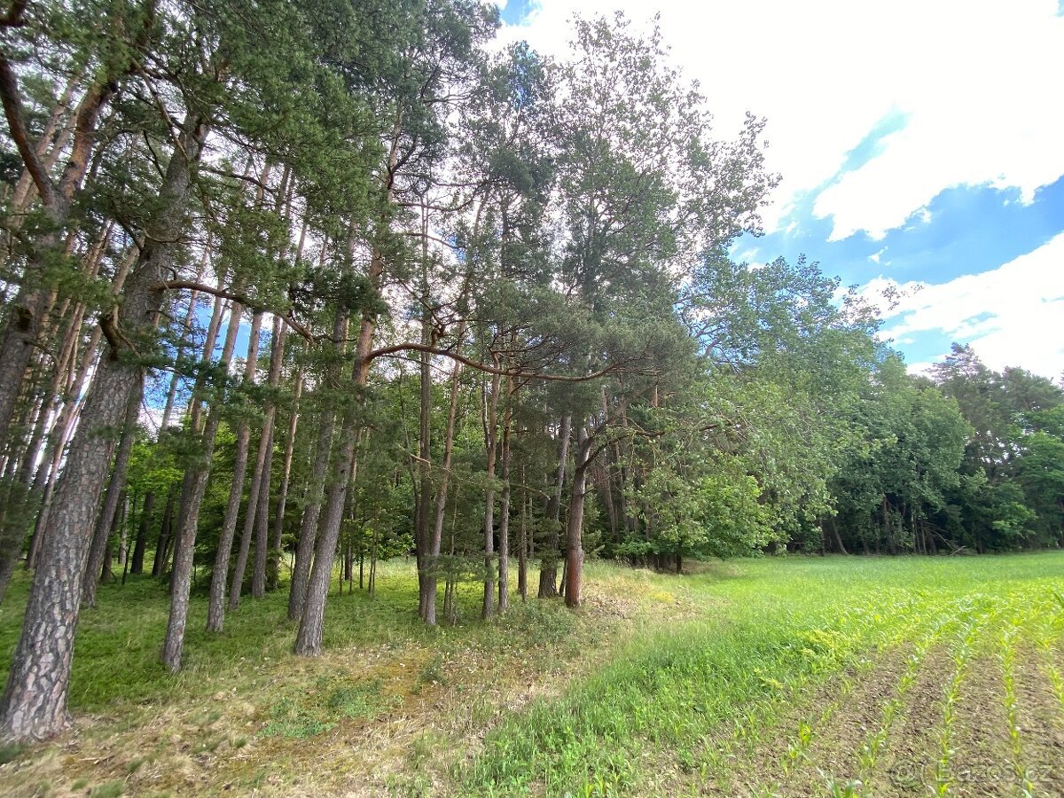 Lesní pozemek Nemějice (Slabčice)