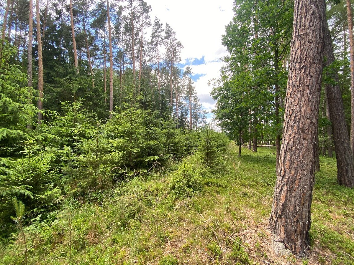 Lesní pozemek Nemějice (Slabčice)