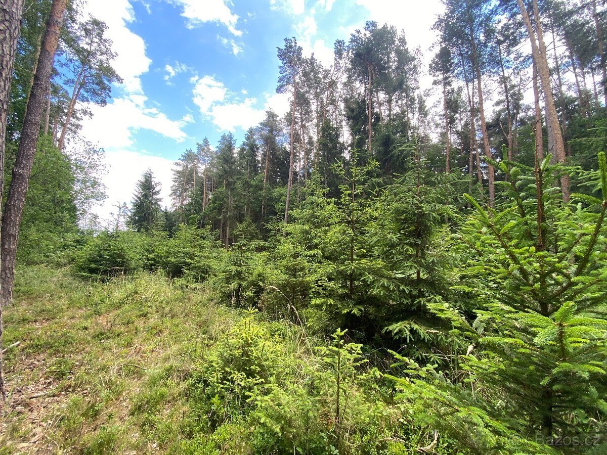 Lesní pozemek Nemějice (Slabčice)