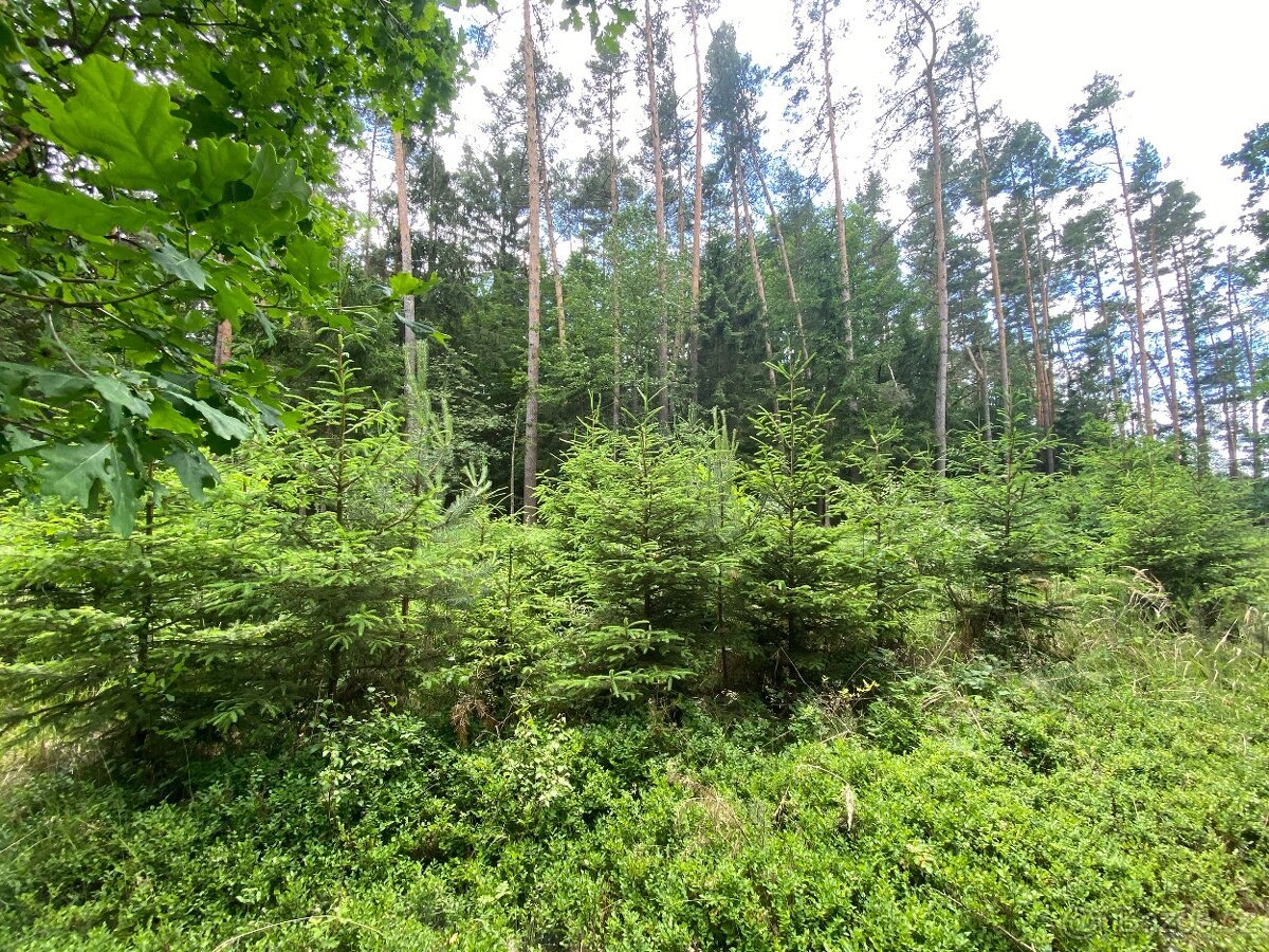 Lesní pozemek Nemějice (Slabčice)
