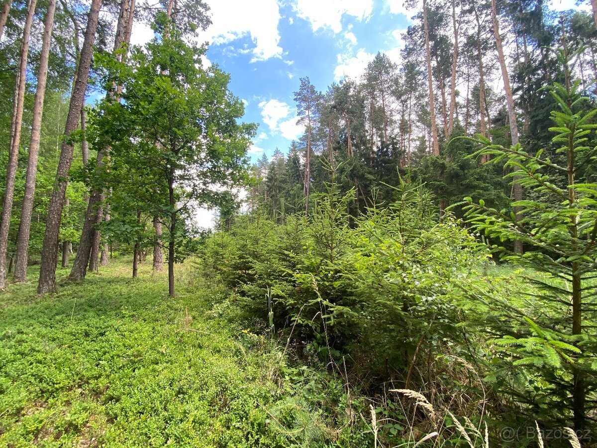 Lesní pozemek Nemějice (Slabčice)