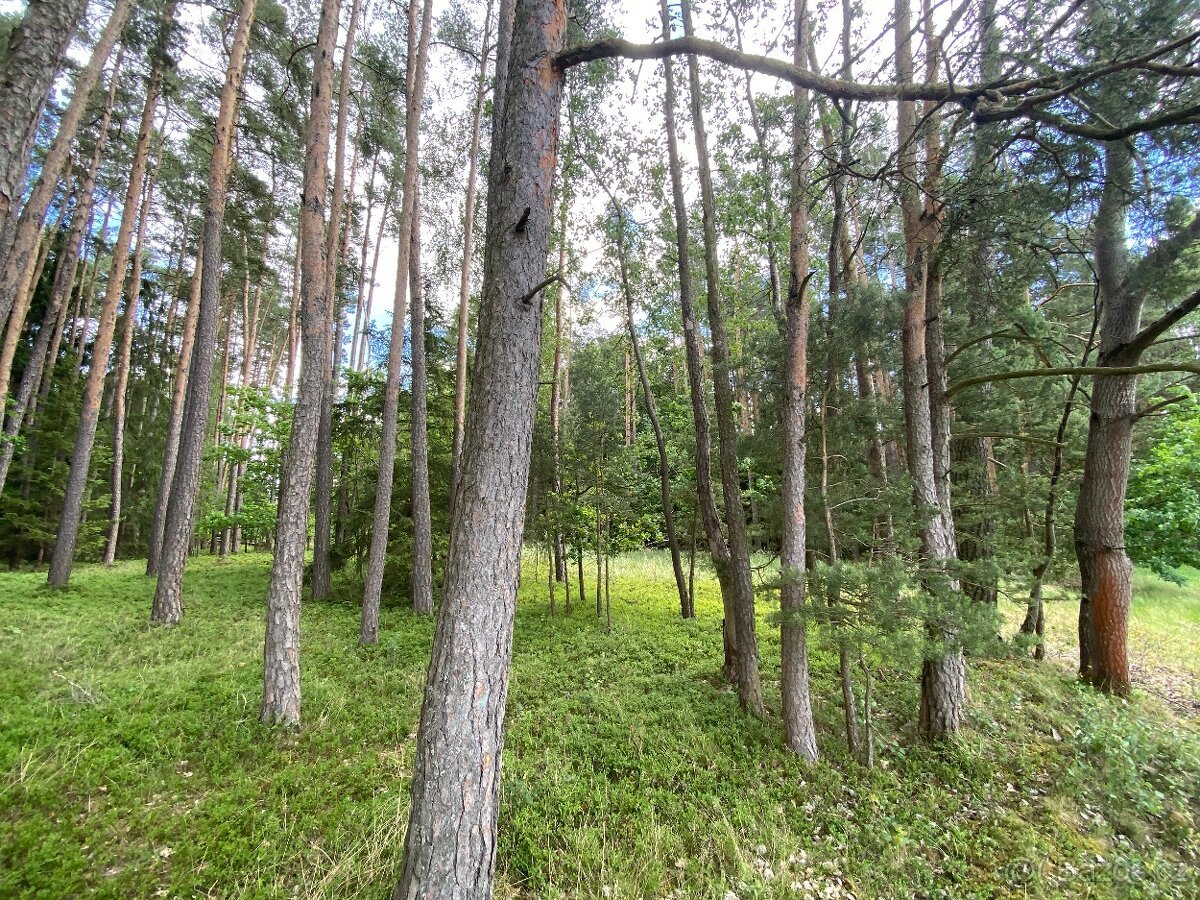Lesní pozemek Nemějice (Slabčice)