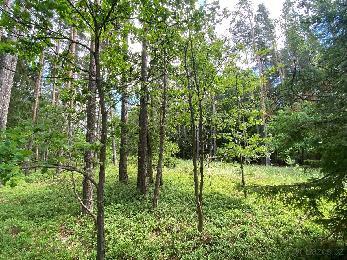 Lesní pozemek Nemějice (Slabčice)