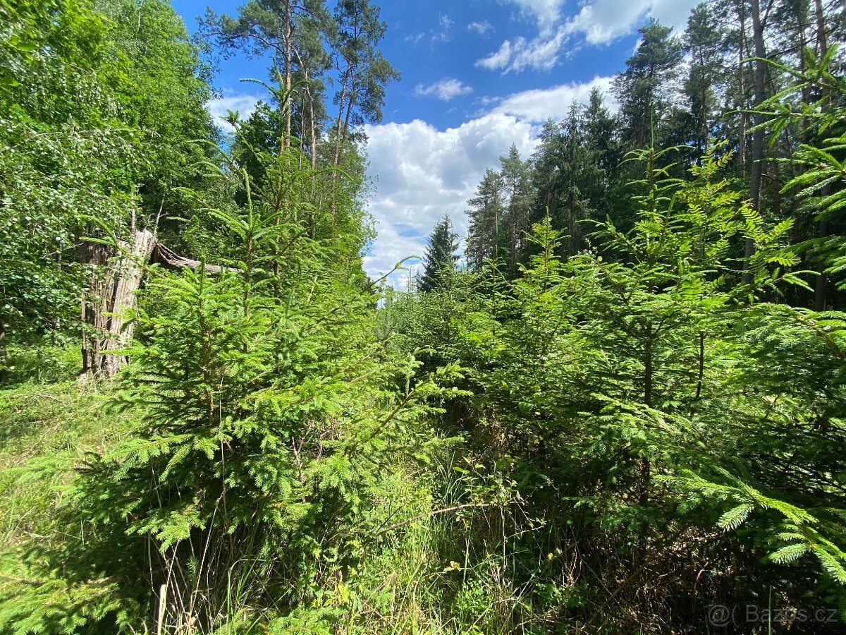 Lesní pozemek Nemějice (Slabčice)