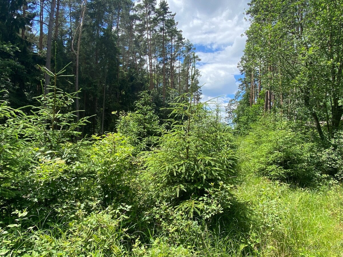 Lesní pozemek Nemějice (Slabčice)