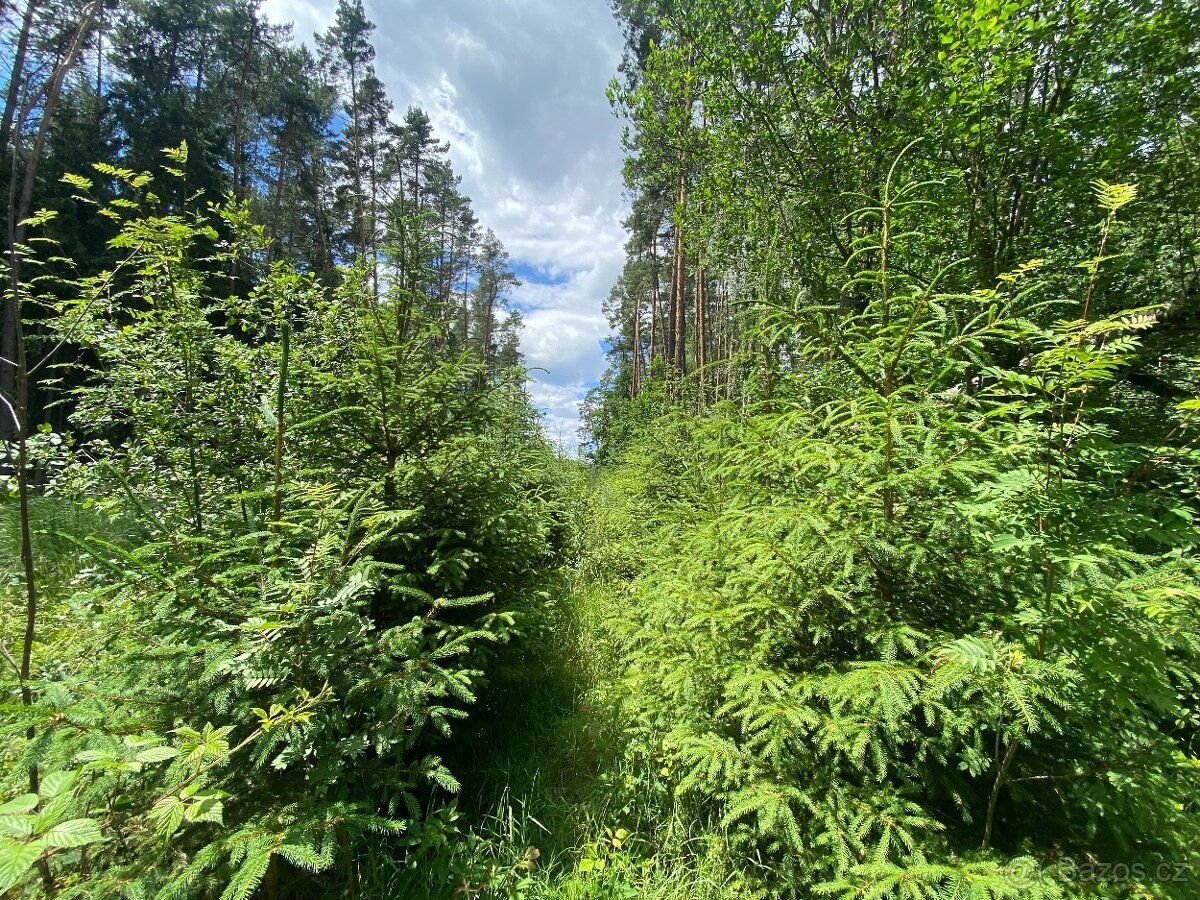 Lesní pozemek Nemějice (Slabčice)