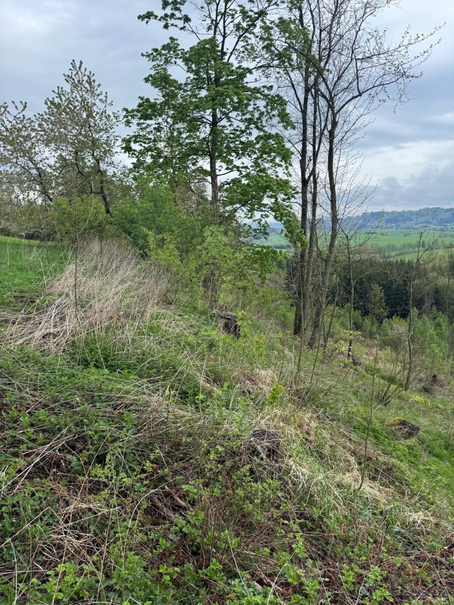 Prodám lesní pozemky v k.ú. Bukovina u Čisté.