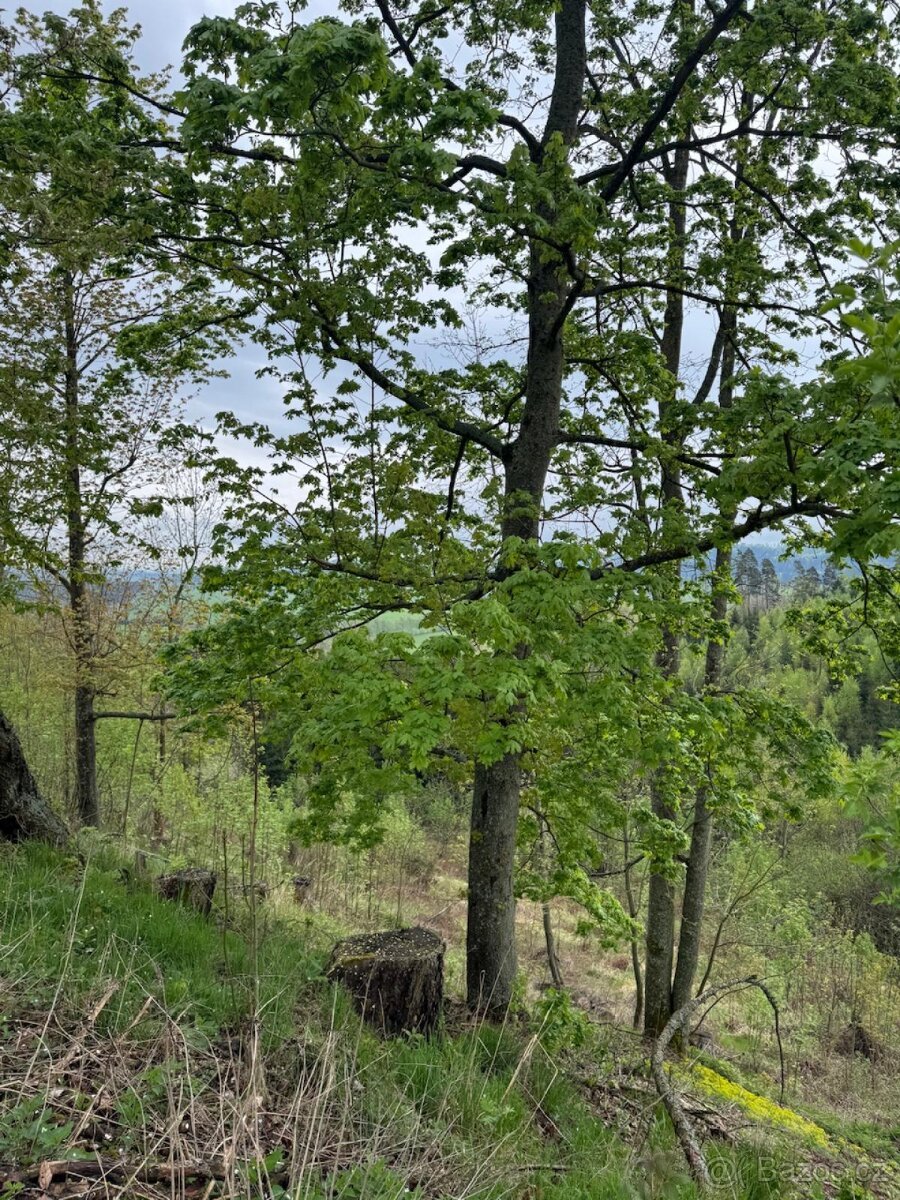 Prodám lesní pozemky v k.ú. Bukovina u Čisté.