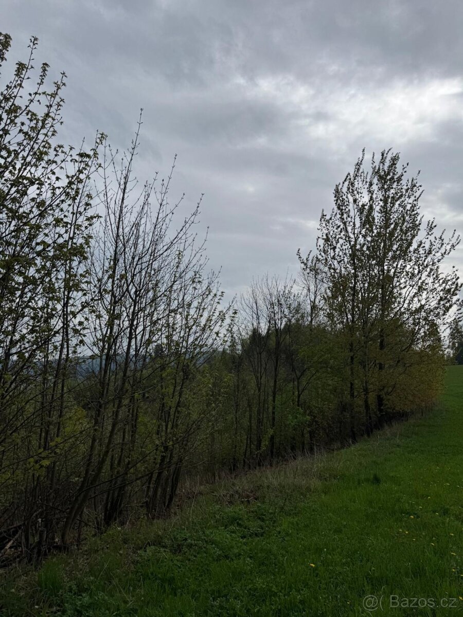 Prodám lesní pozemky v k.ú. Bukovina u Čisté.