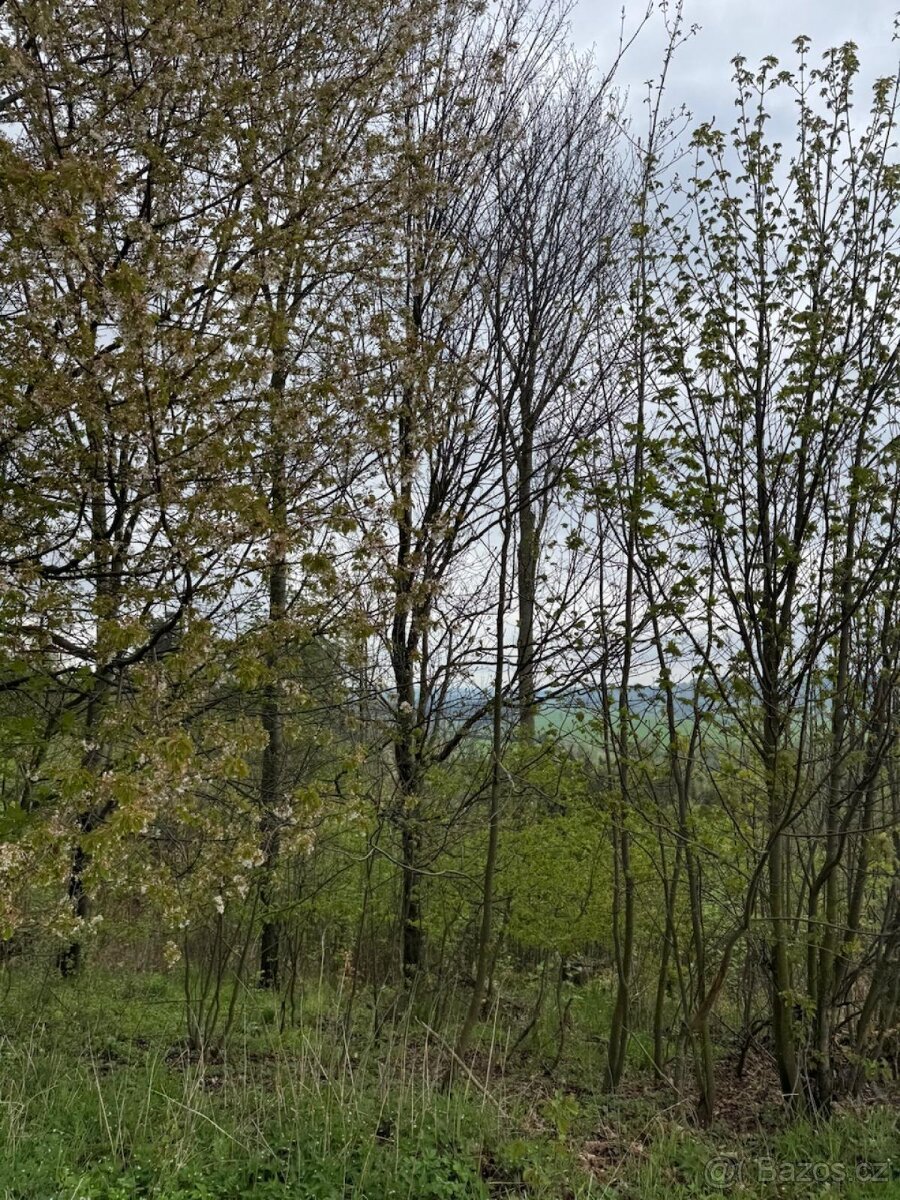 Prodám lesní pozemky v k.ú. Bukovina u Čisté.