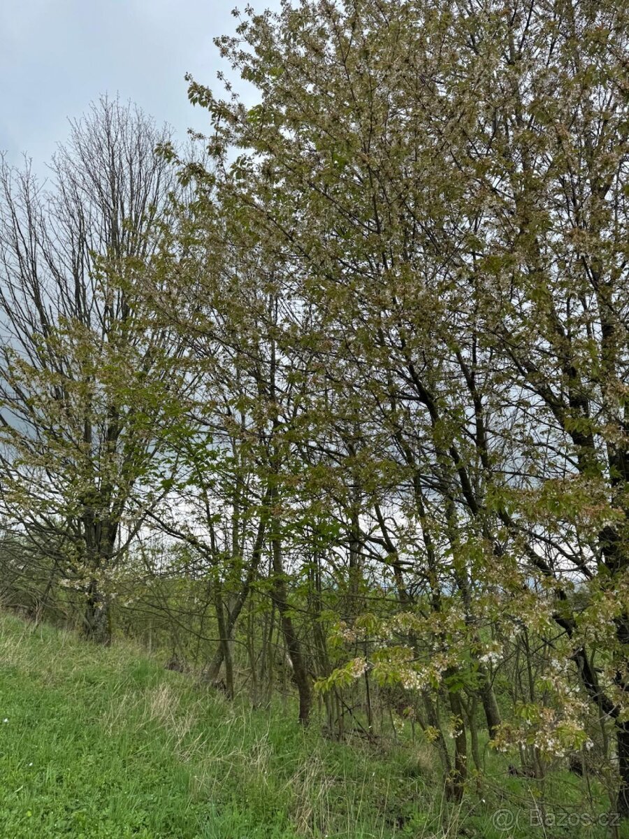 Prodám lesní pozemky v k.ú. Bukovina u Čisté.