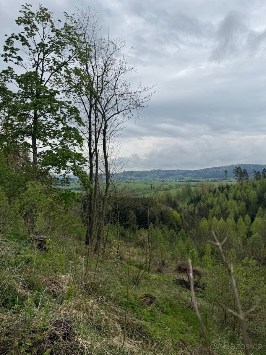 Prodám lesní pozemky v k.ú. Bukovina u Čisté.