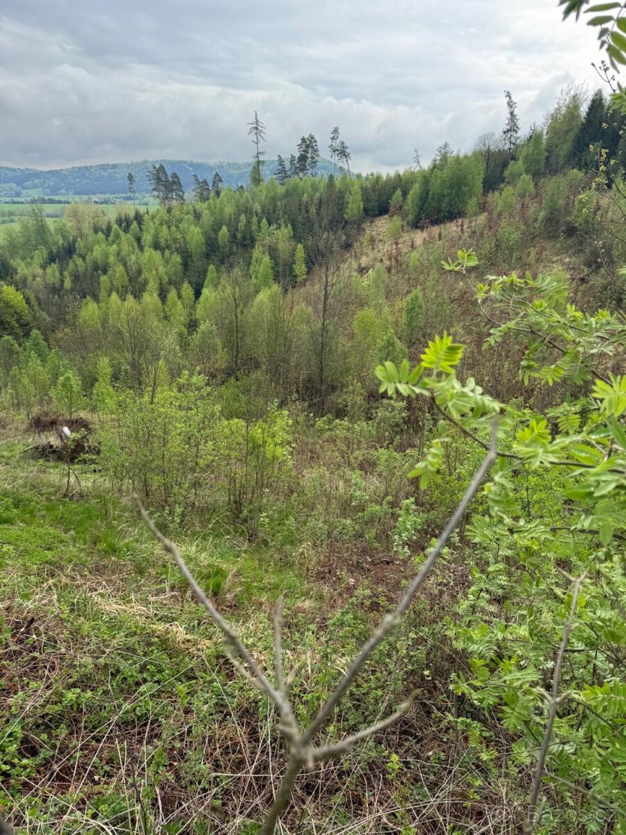 Prodám lesní pozemky v k.ú. Bukovina u Čisté.