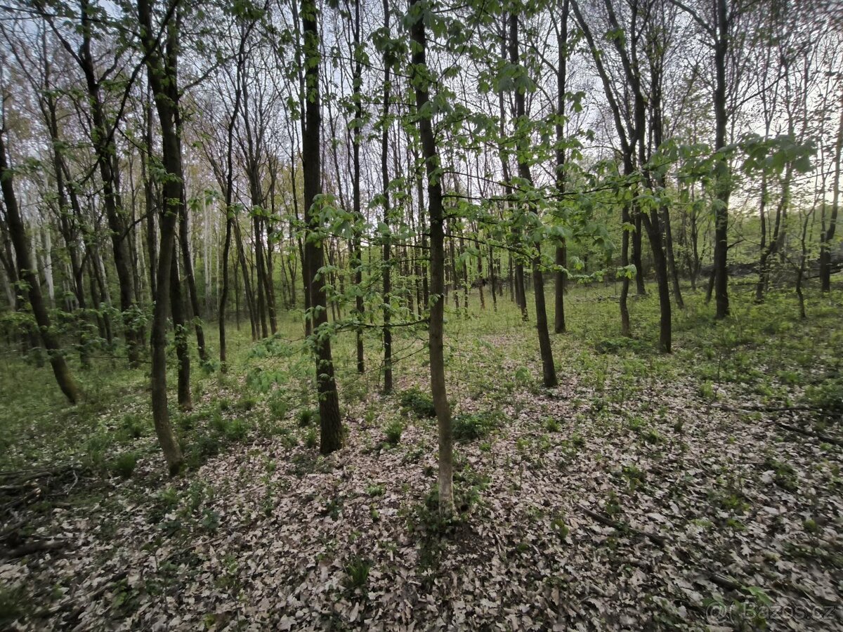 Prodej lesních pozemků k.ú. Habřina u Úštěku