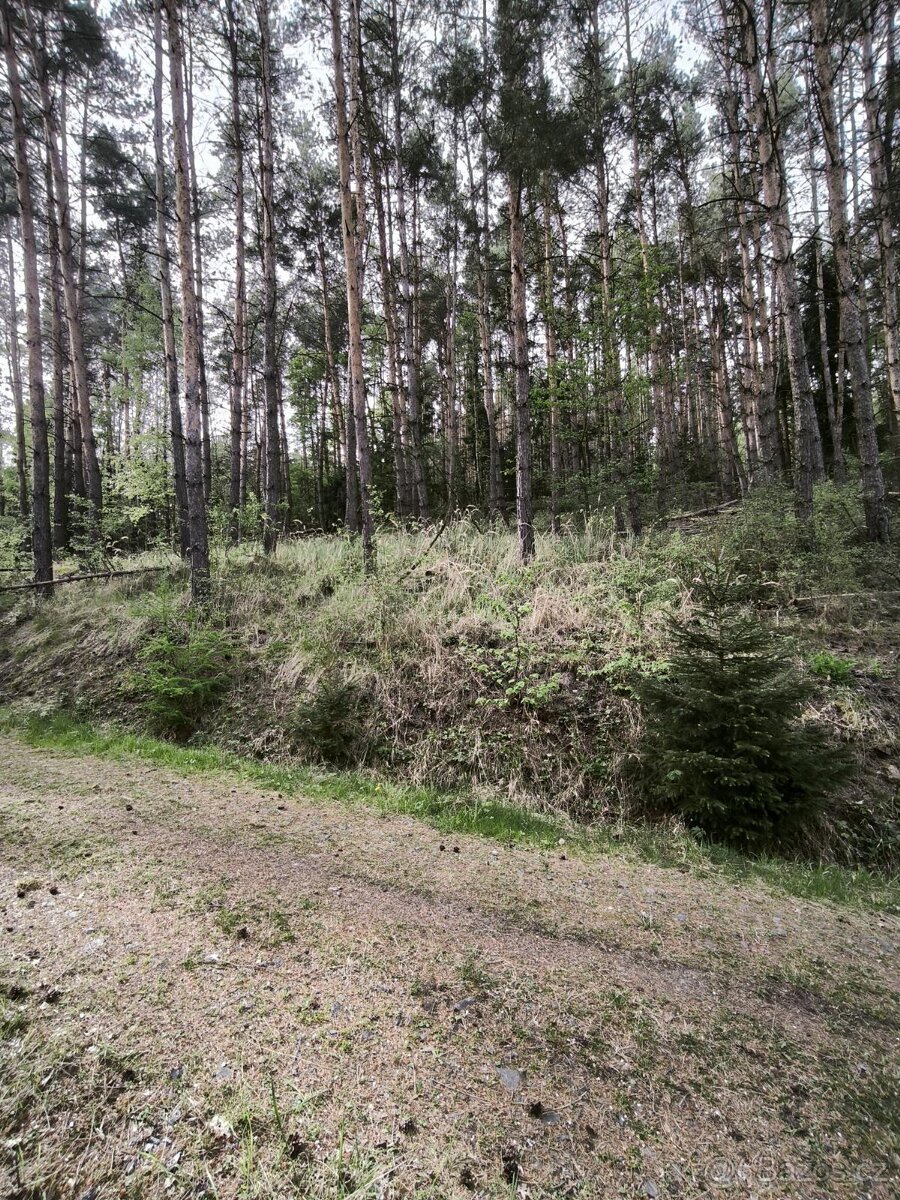 Prodej lesních pozemků k.ú. Habřina u Úštěku