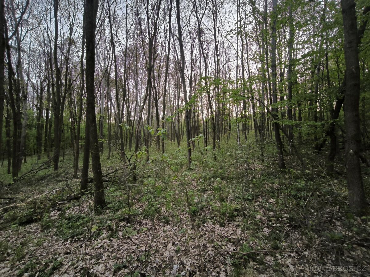 Prodej lesních pozemků k.ú. Habřina u Úštěku