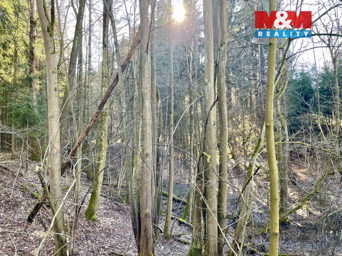 Prodej lesa, 4113 m², Dolní Dobrouč, Lanšperk