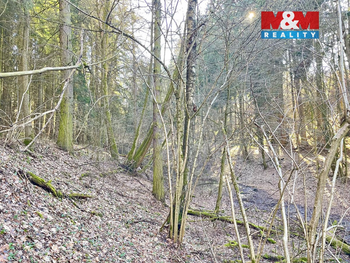 Prodej lesa, 4113 m², Dolní Dobrouč, Lanšperk