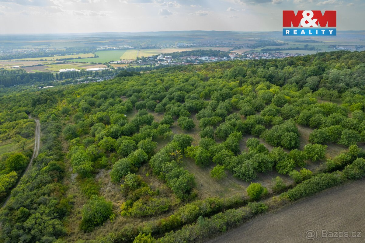 Prodej ovocného sadu 4295 m2 v Židlochovicích