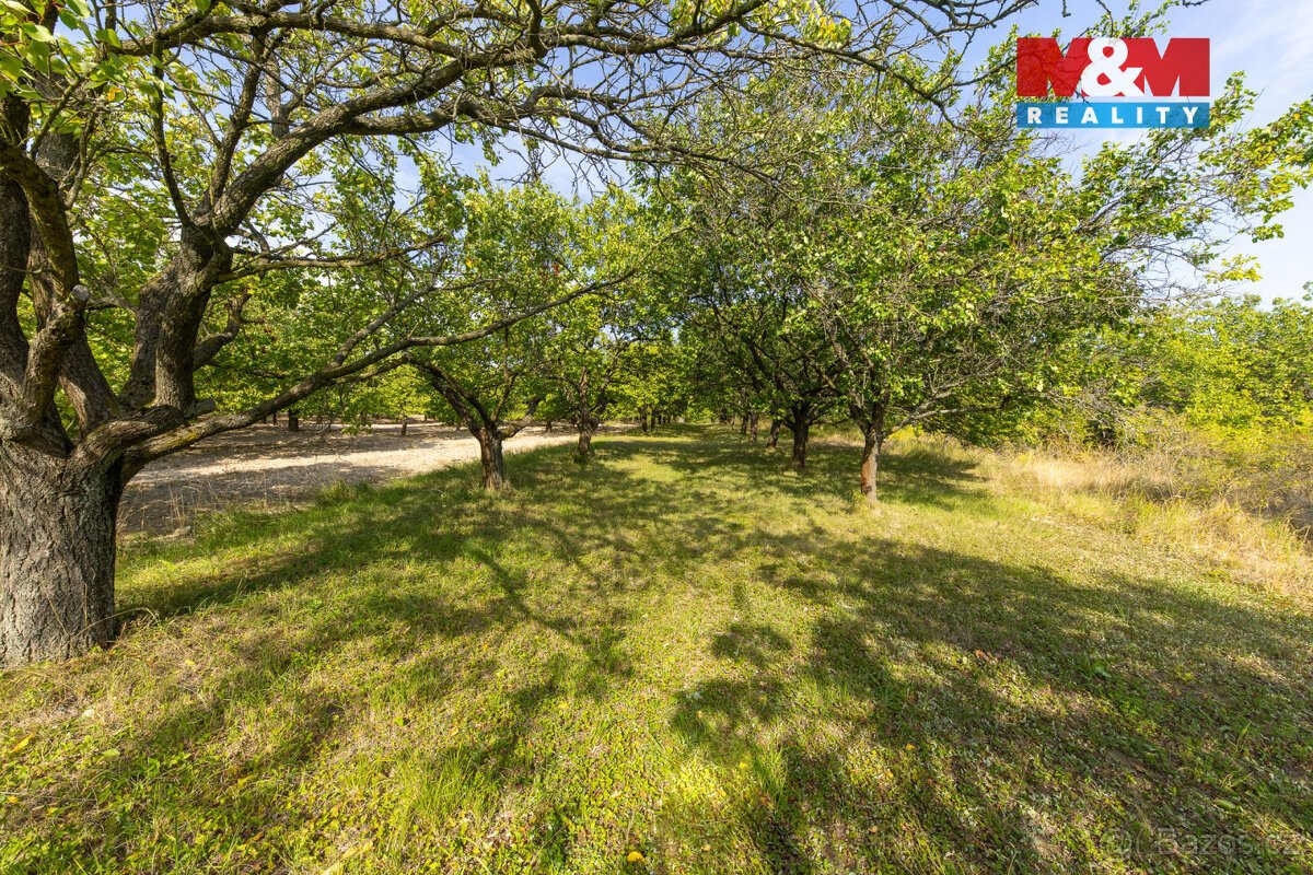 Prodej ovocného sadu 4295 m2 v Židlochovicích