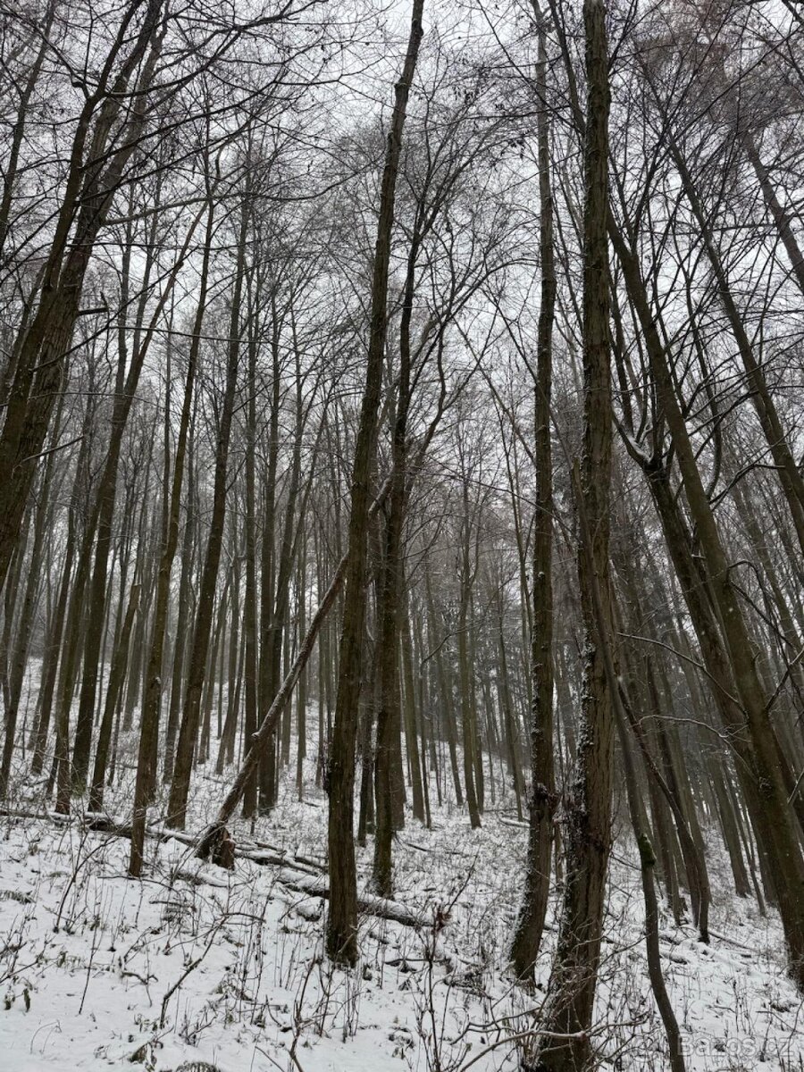 Prodej lesních pozemků k.ú. Maršíkov