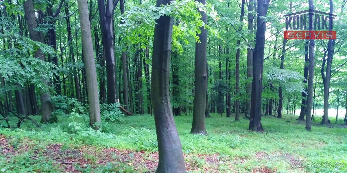 Celistvý lesní pozemek 1,2ha v kat. území Životice u Nového 