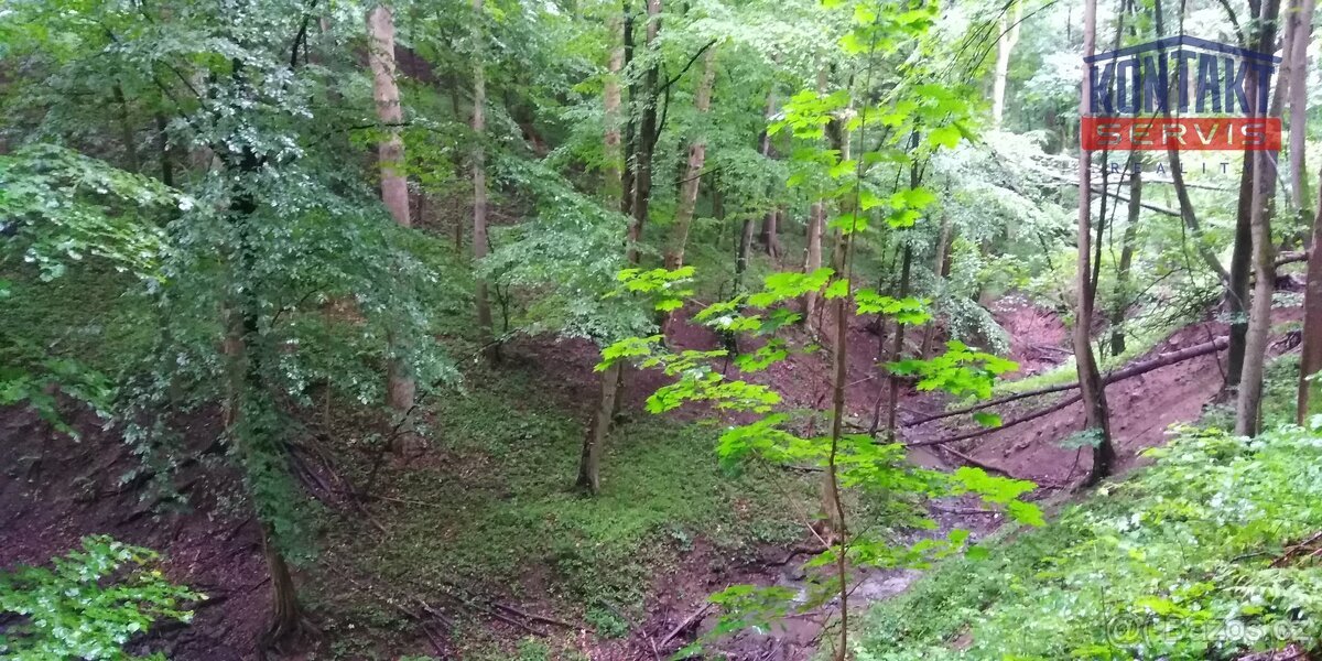 Celistvý lesní pozemek 1,2ha v kat. území Životice u Nového 