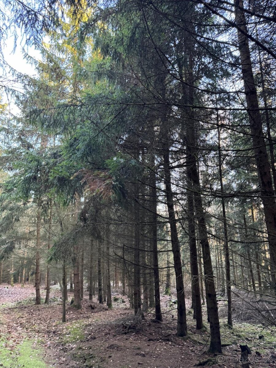 Prodej lesních pozemků k.ú. Poleň