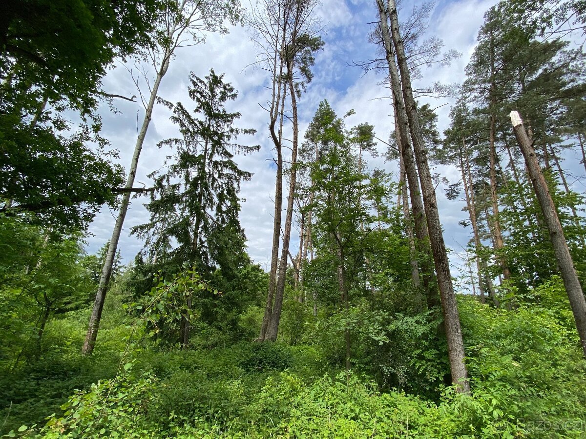 Lesní pozemek Lštění nad Zubřinou (7,48 za m2 )