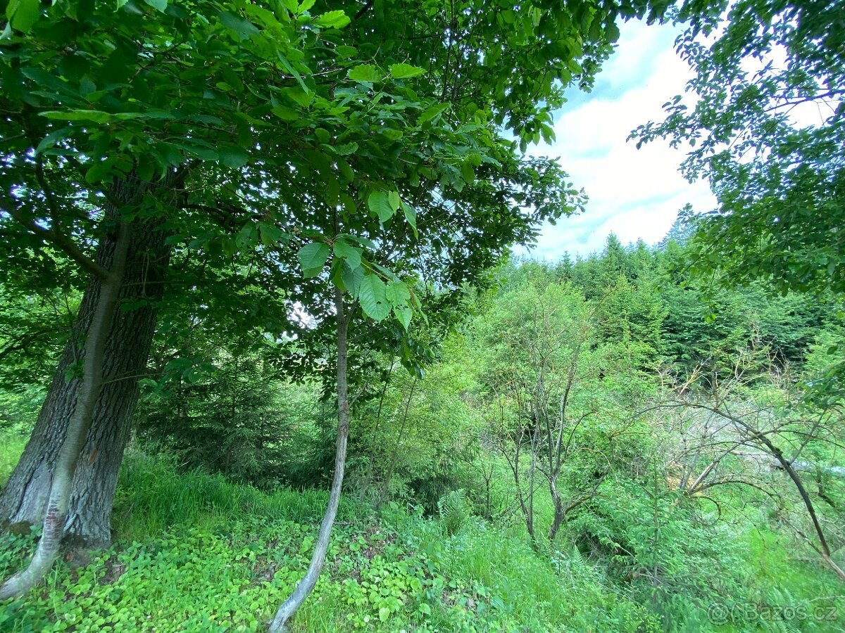 Lesní pozemek Lštění nad Zubřinou (7,48 za m2 )