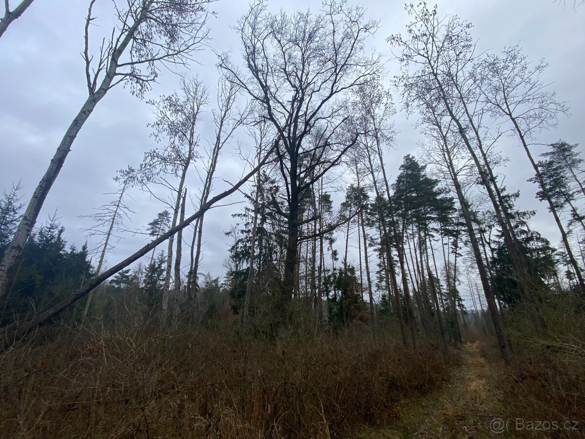 Lesní pozemek Lštění nad Zubřinou (7,48 za m2 )