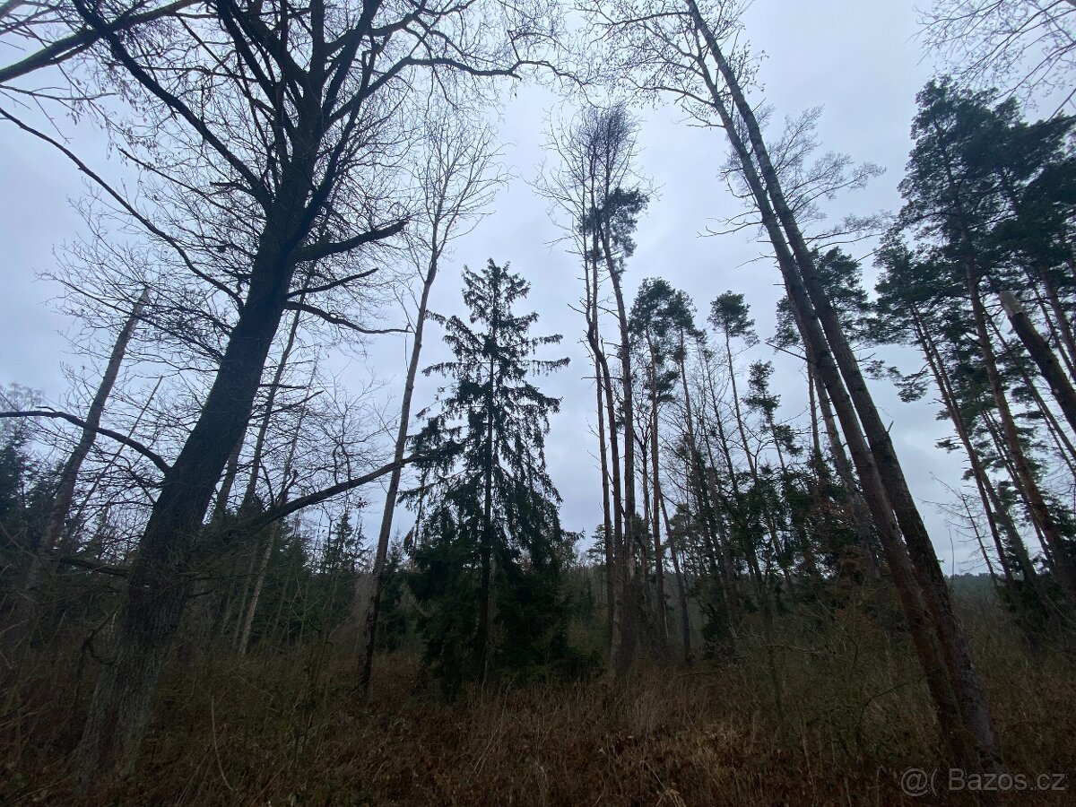 Lesní pozemek Lštění nad Zubřinou (7,48 za m2 )