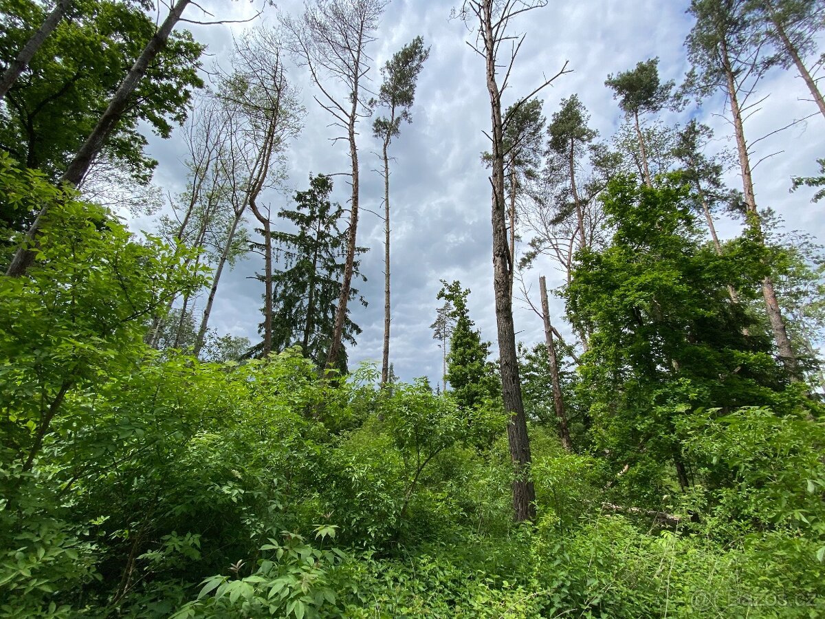 Lesní pozemek Lštění nad Zubřinou (7,48 za m2 )