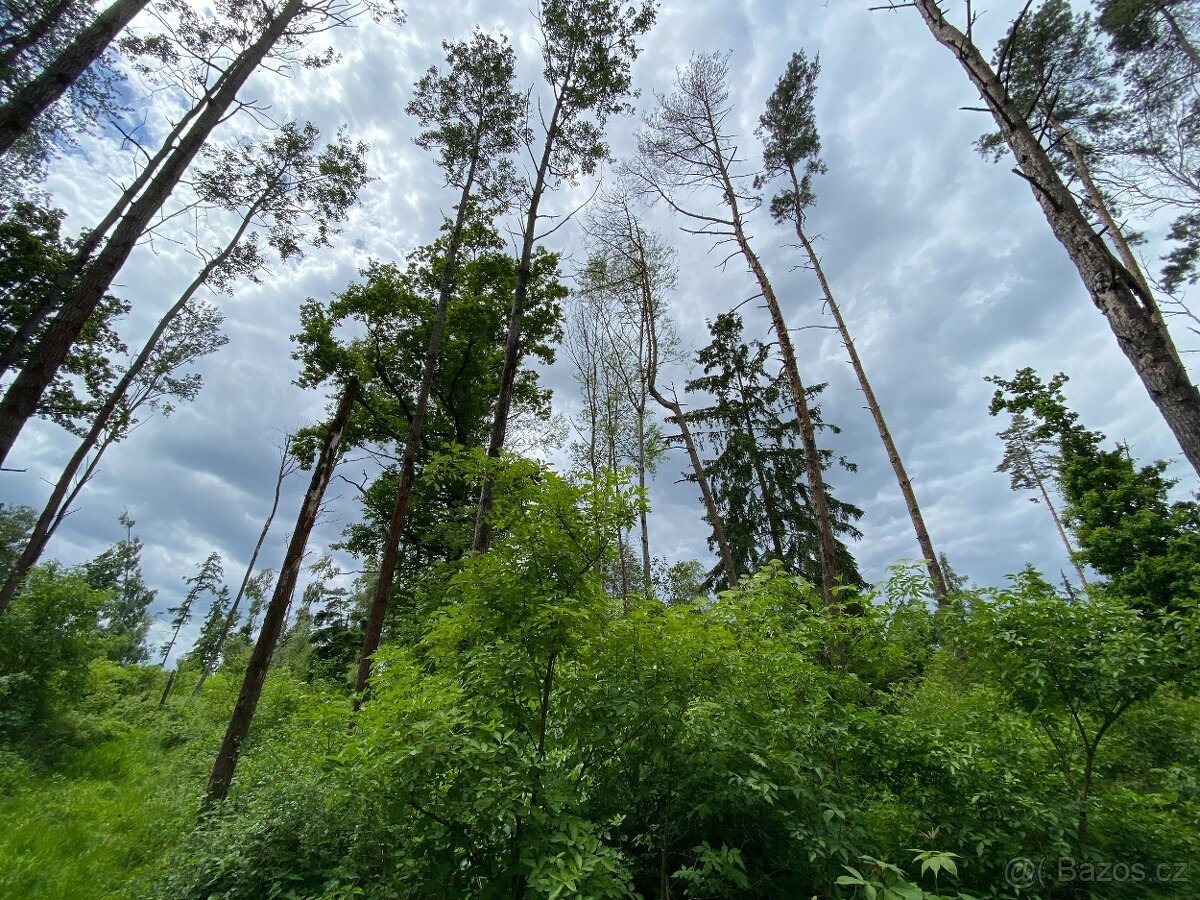 Lesní pozemek Lštění nad Zubřinou (7,48 za m2 )