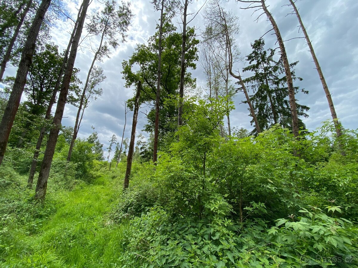 Lesní pozemek Lštění nad Zubřinou (7,48 za m2 )