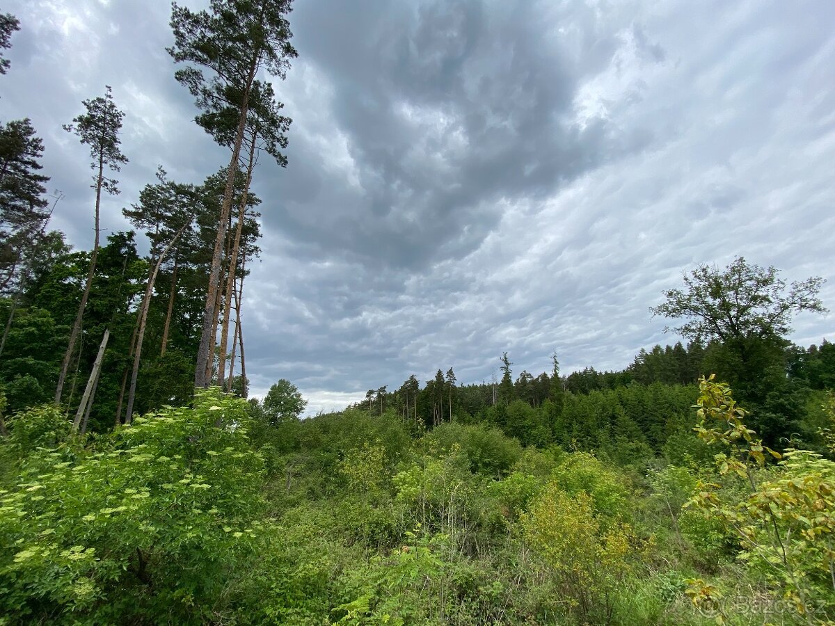 Lesní pozemek Lštění nad Zubřinou (7,48 za m2 )