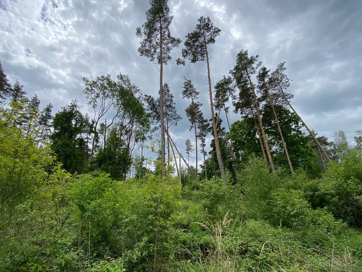 Lesní pozemek Lštění nad Zubřinou (7,48 za m2 )