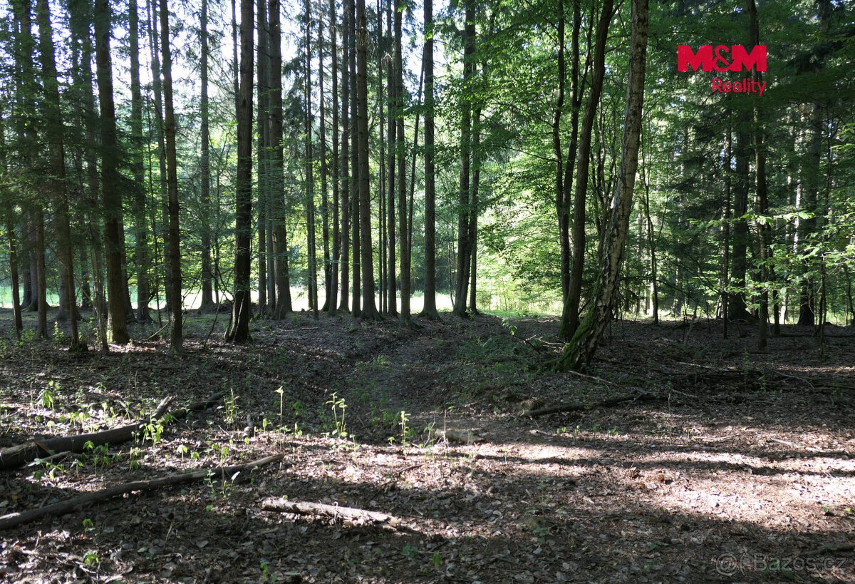Prodej lesa, 7138 m², Chyňava