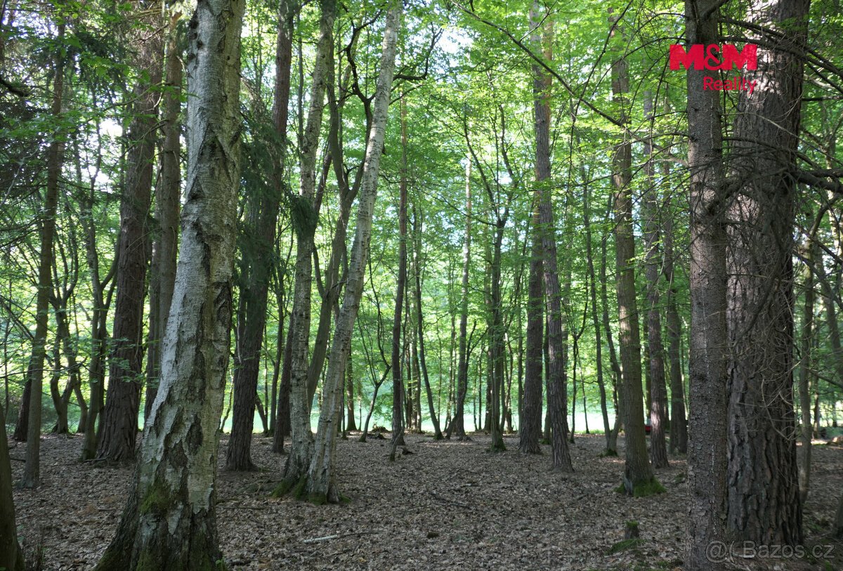 Prodej lesa, 7138 m², Chyňava