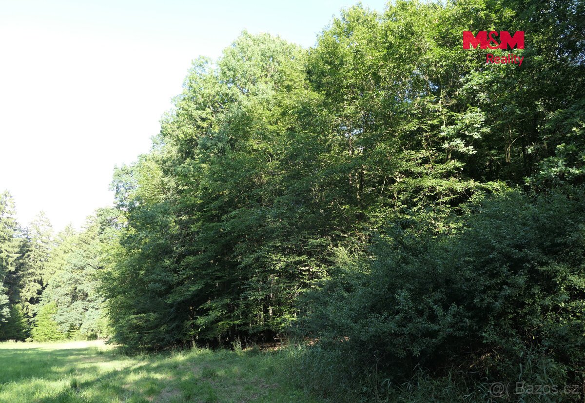 Prodej lesa, 7138 m², Chyňava
