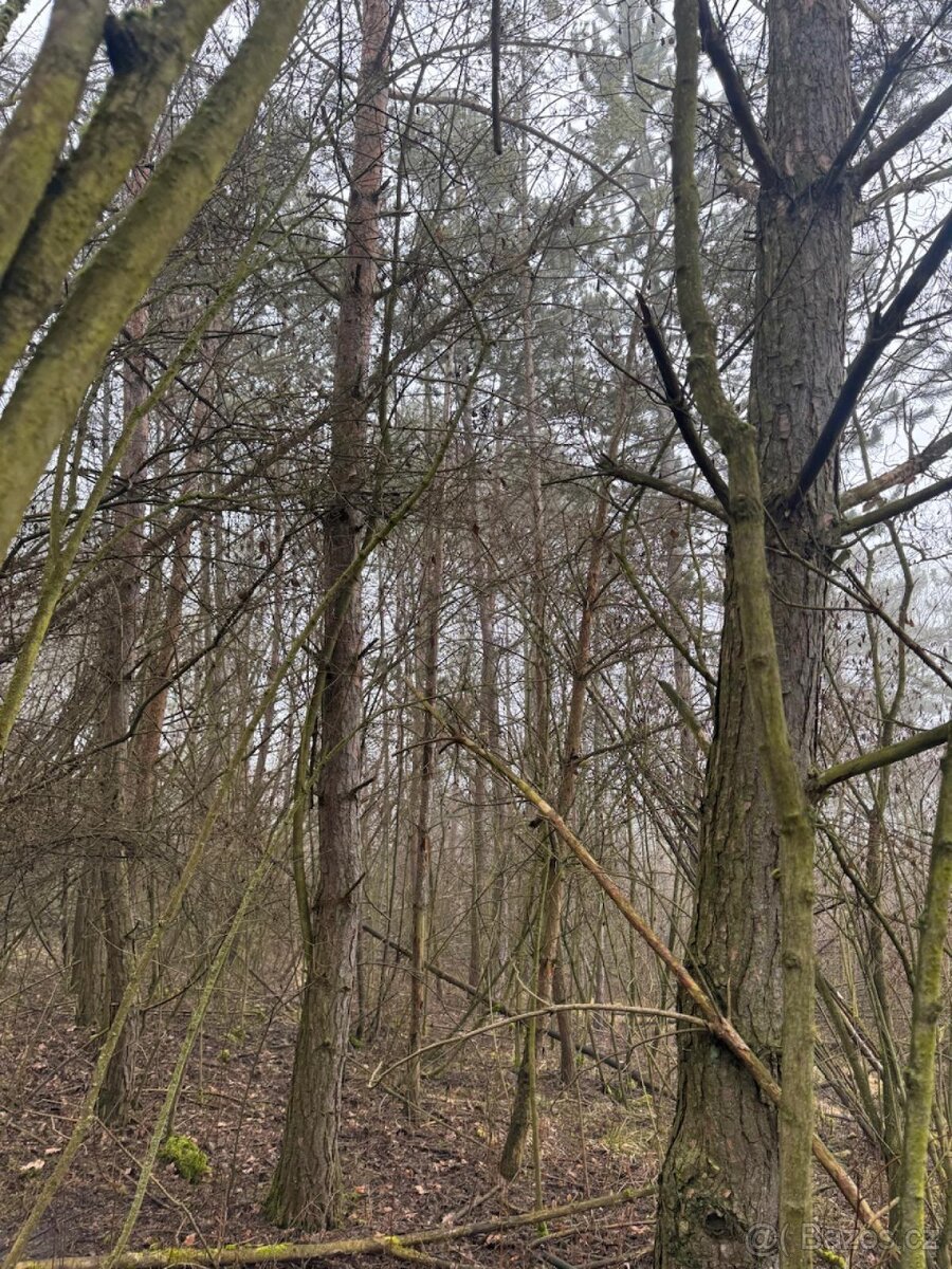 Prodej pozemků k.ú. Chotiněves a k.ú. Oparno
