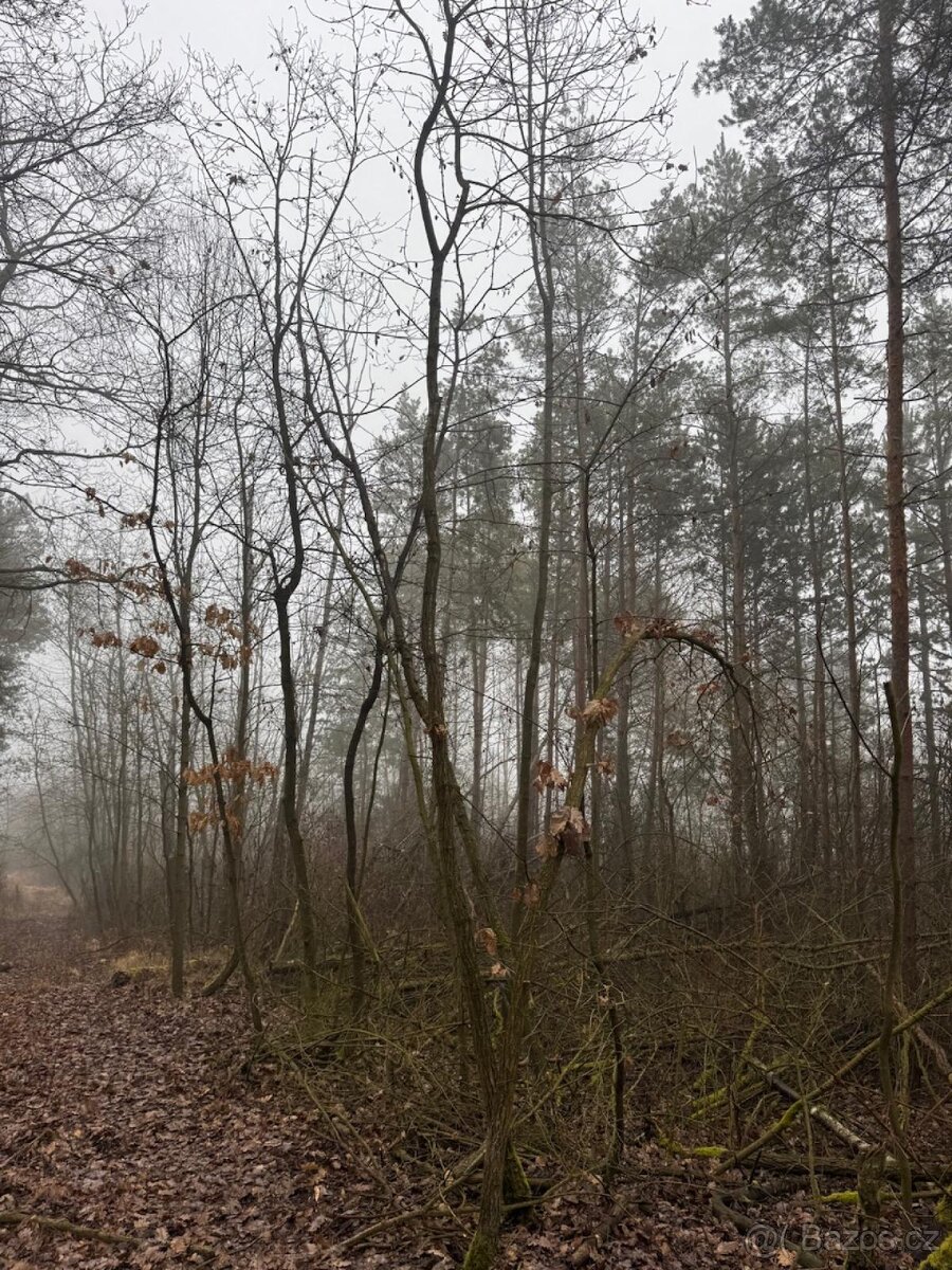 Prodej pozemků k.ú. Chotiněves a k.ú. Oparno