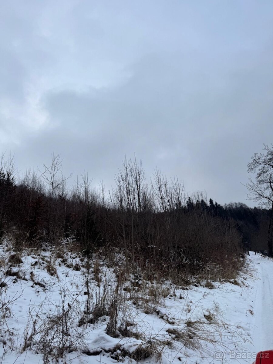 Prodej lesních pozemků k.ú. Malá Bystřice (1)
