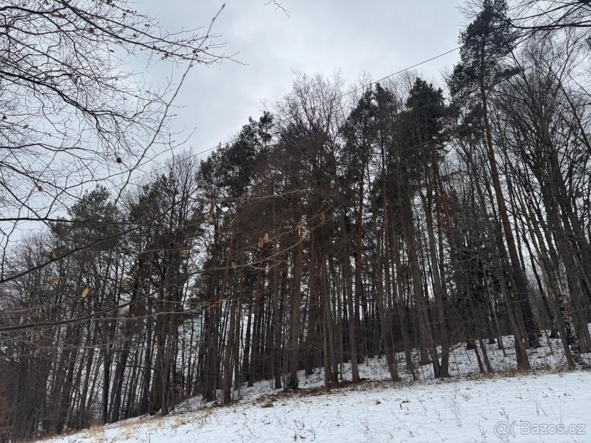 Prodej lesních pozemků k.ú. Malá Bystřice (1)