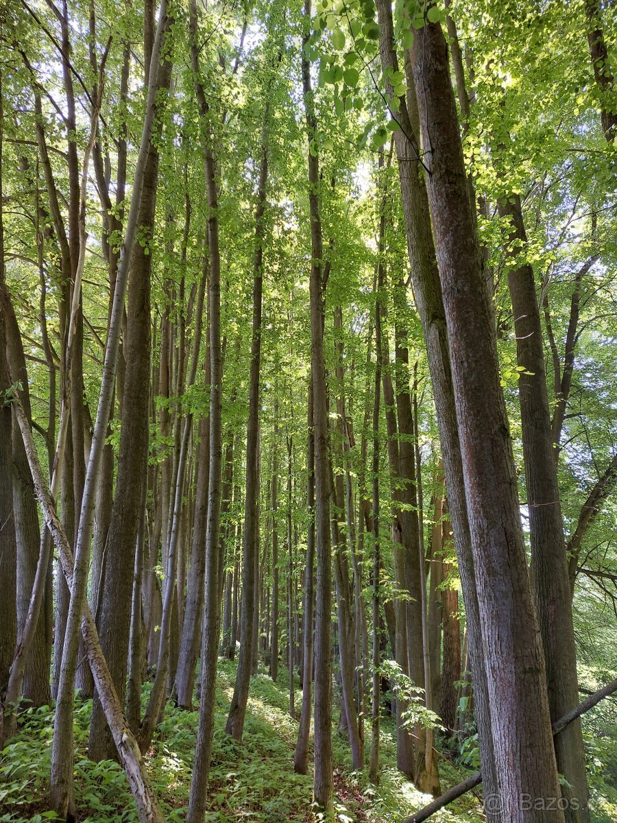Les, lesní pozemek