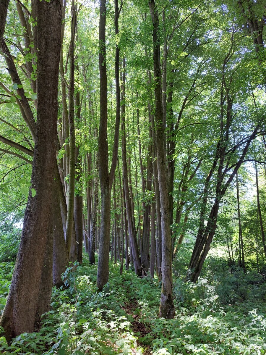Les, lesní pozemek
