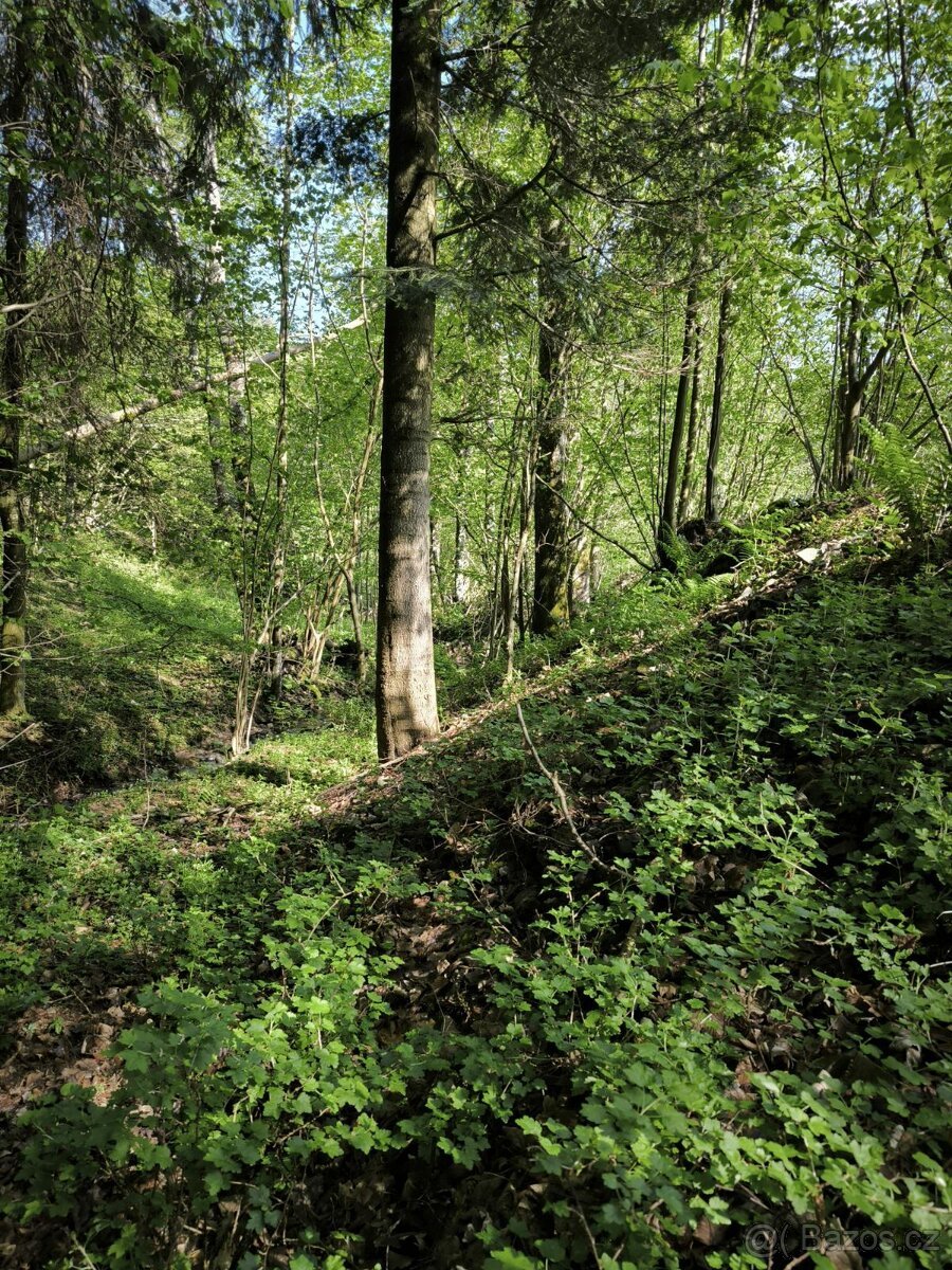 Prodej lesního pozemku k.ú. Malé Karlovice