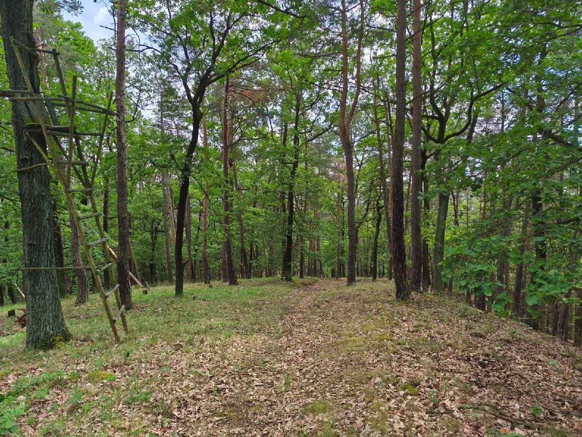 SLEVA 312 000 Kč 134 letý, 6 ha les, Křivoklátsko, 30 Kč/m2