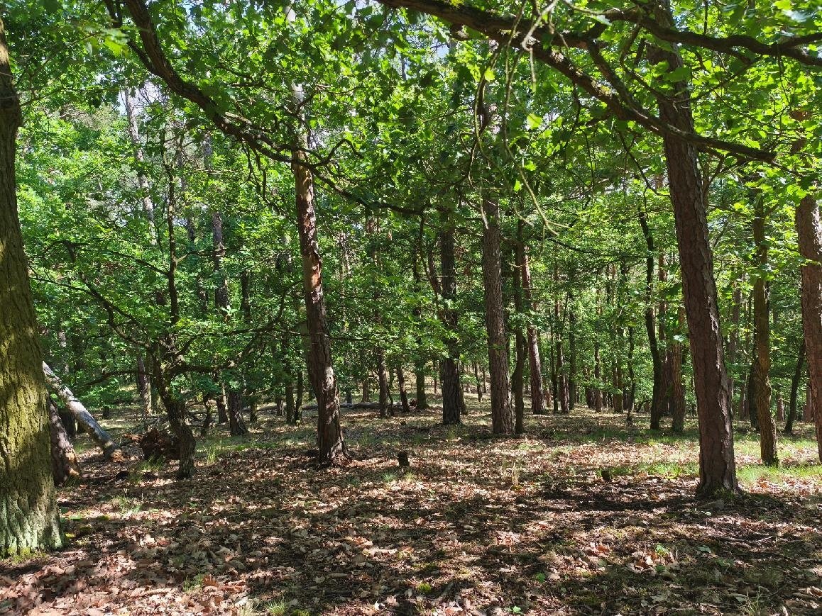 SLEVA 312 000 Kč 134 letý, 6 ha les, Křivoklátsko, 30 Kč/m2